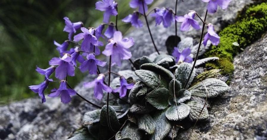 Στον Όλυμπο φυτρώνει ένα λουλούδι που δεν υπάρχει πουθενά αλλού στον κόσμο