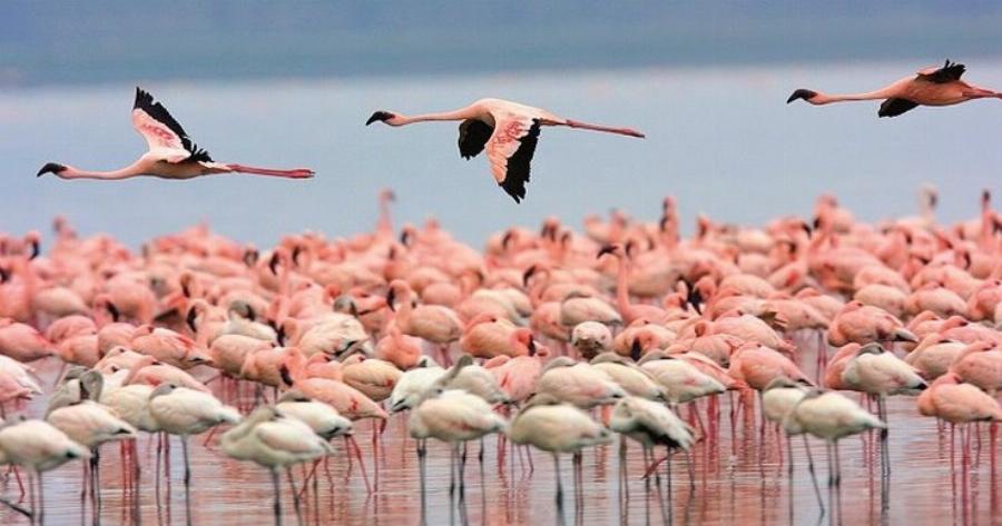 Λήμνος: Βουτιές παρέα με τα ροζ φλαμίνγκο.