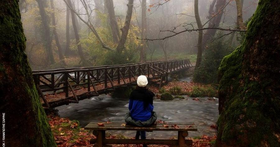 Στην Ελλάδα το παραδεισένιο άλσος με τα υπεραιωνόβια πλατάνια που κέρδισε το πρώτο πανευρωπαϊκό βραβείο