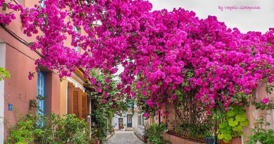 Πρέβεζα, η πόλη της βουκαμβίλιας σε 7 μαγικές εικόνες!