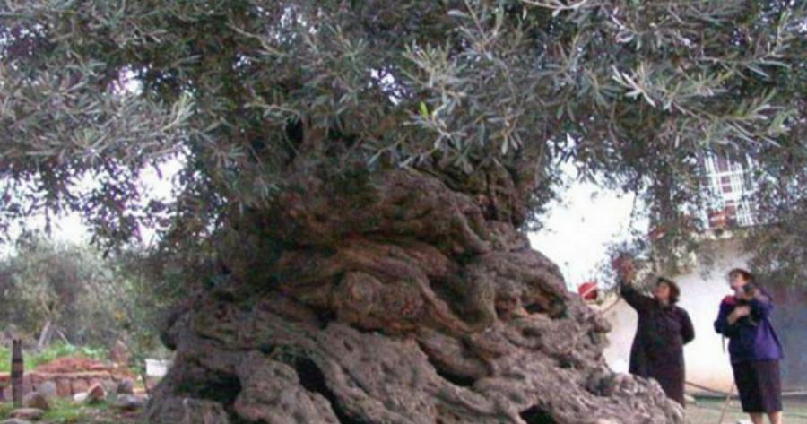 Στην Κρήτη τα αρχαιότερα δένδρα στον κόσμο!- Ελιές 9.000 ετών που ακόμα βγάζουν καρπούς! [Εικόνες]