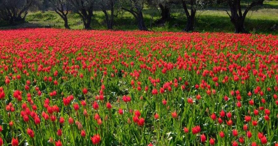 Σε ποιο ελληνικό νησί αυτή την εποχή γεμίζουν οι πλαγιές με τουλίπες;