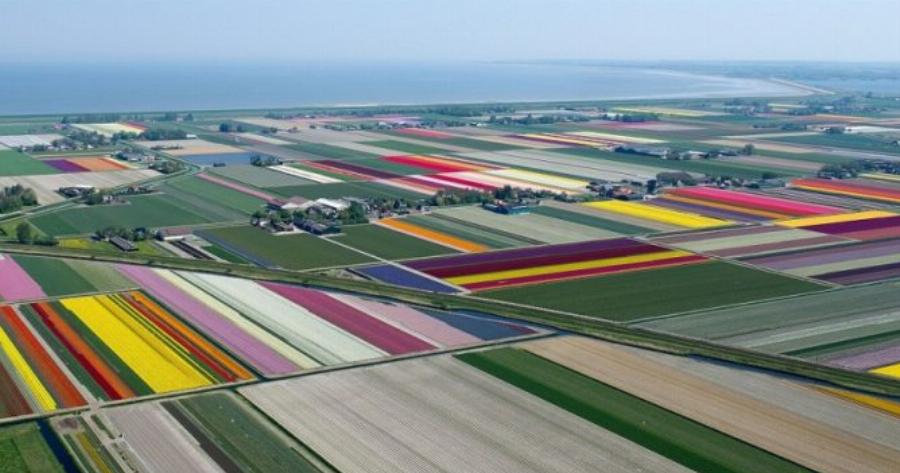 Οι τουλίπες στην Ολλανδία μόλις άνθισαν και μοιάζουν σαν να είναι βγαλμένες από παραμύθι.