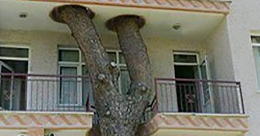 15 Πανέξυπνα Κτίρια που Διατηρούν τα Δέντρα Ανέπαφα, προστατεύοντας το Περιβάλλον!