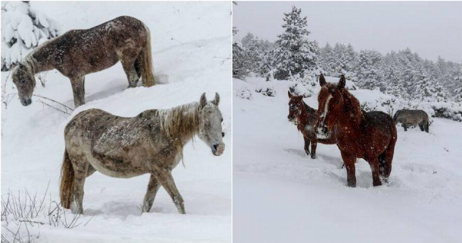Yπέροχες εικόνες από άγρια άλογα στα χιονισμένα βουνά της Σαμαρίνας