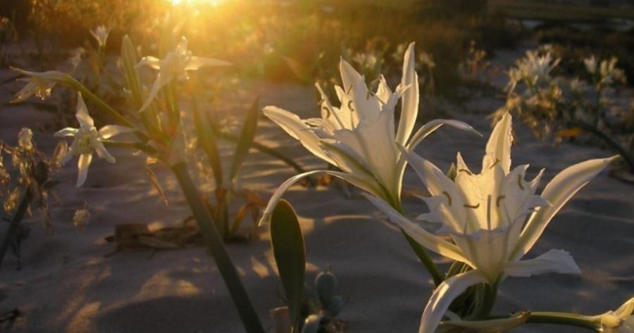 Κρινάκια της Θάλασσας: Τα σπάνια στολίδια της φύσης που πρωτοανθίζουν τον Δεκαπενταύγουστο