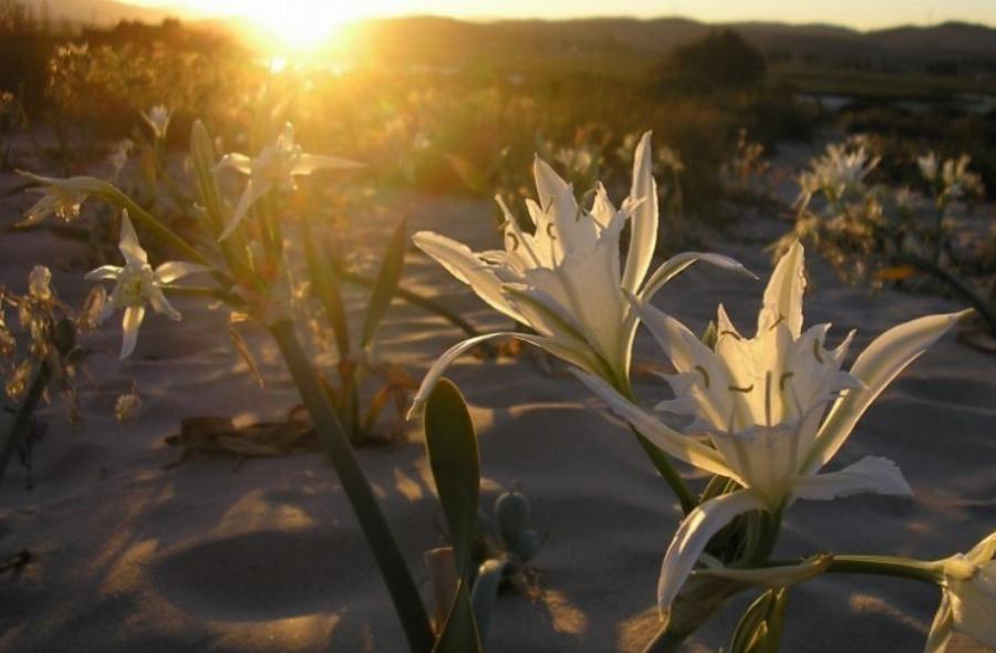 Κρινάκια της Θάλασσας: Τα σπάνια στολίδια της φύσης που πρωτοανθίζουν τον Δεκαπενταύγουστο