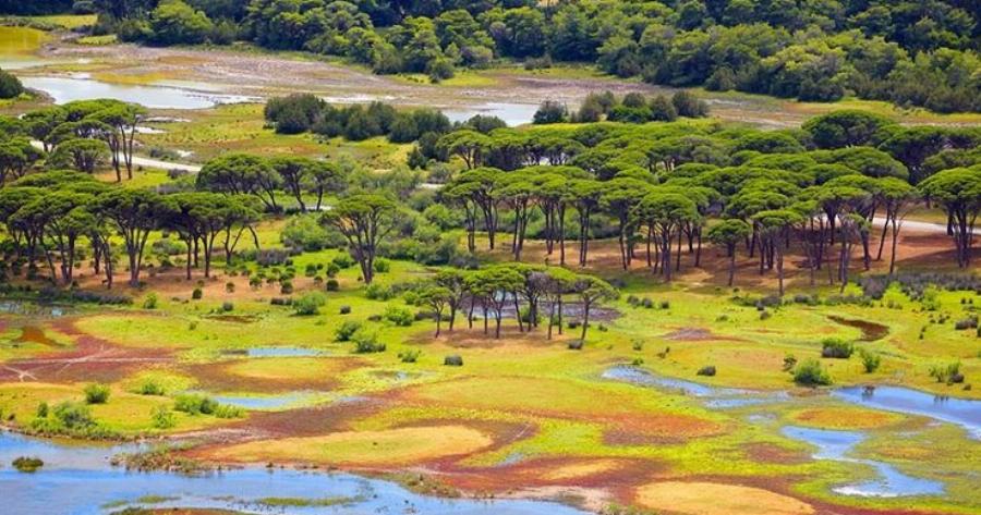 Στροφυλιά: Το μεγαλύτερο παραθαλάσσιο δάσος της χώρας με την εξωτική ομορφιά