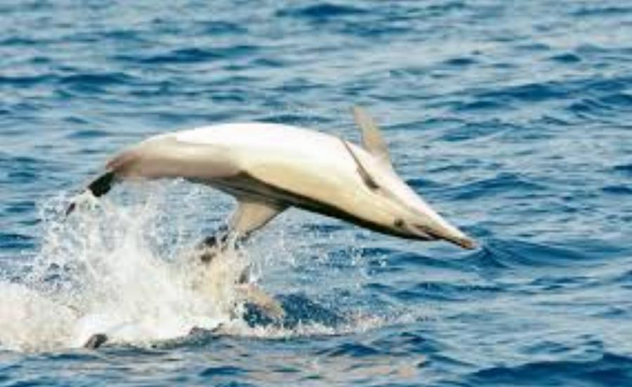 Υπέροχα Νέα! Ζουν και πληθαίνουν καθημερινά τα δελφίνια στην Αλόνησσο!