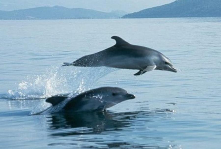 Υπέροχα Νέα! Ζουν και πληθαίνουν καθημερινά τα δελφίνια στην Αλόνησσο!