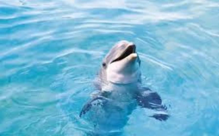 Υπέροχα Νέα! Ζουν και πληθαίνουν καθημερινά τα δελφίνια στην Αλόνησσο!