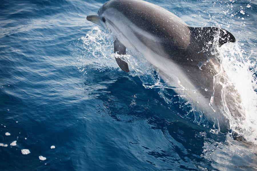 Υπέροχα Νέα! Ζουν και πληθαίνουν καθημερινά τα δελφίνια στην Αλόνησσο!