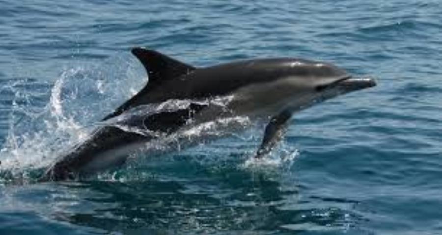 Υπέροχα Νέα! Ζουν και πληθαίνουν καθημερινά τα δελφίνια στην Αλόνησσο!