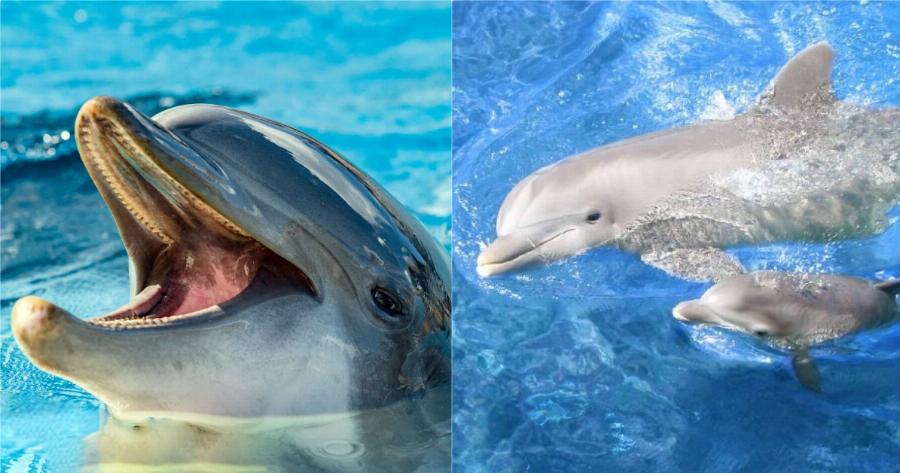 Υπέροχα Νέα! Ζουν και πληθαίνουν καθημερινά τα δελφίνια στην Αλόνησσο!