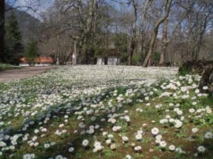 Στην Ελλάδα το παραδεισένιο άλσος με τα υπεραιωνόβια πλατάνια που κέρδισε το πρώτο πανευρωπαϊκό βραβείο