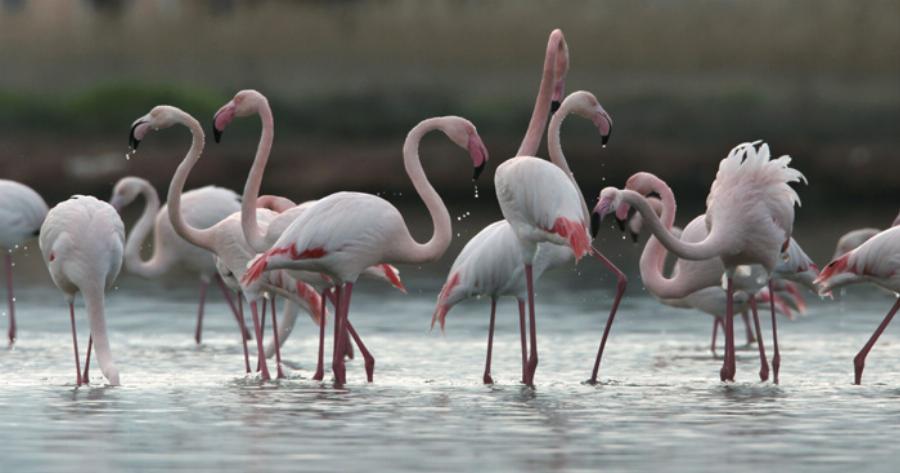 Λιμνοθάλασσα Ωρωπού: Ένας άγνωστος παράδεισος με πανέμορφα φλαμίνγκο και ερωδιούς δίπλα στην Αθήνα