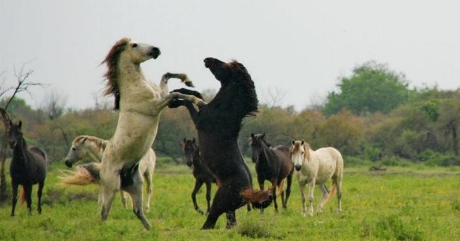 Άγρια άλογα του Αξιού: Εντυπωσιάζουν με την περηφάνια και την ομορφιά τους!