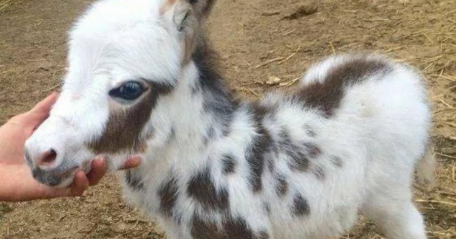 Λίγα χλμ από την Αθήνα βρίσκεται η Γαιδουροχώρα. Το μοναδικό κέντρο για το γαιδουράκι στην Ελλάδα