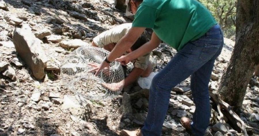 Το σπάνιο φυτό που απο όλο τον κόσμο υπάρχει μόνο στην Κρήτη!