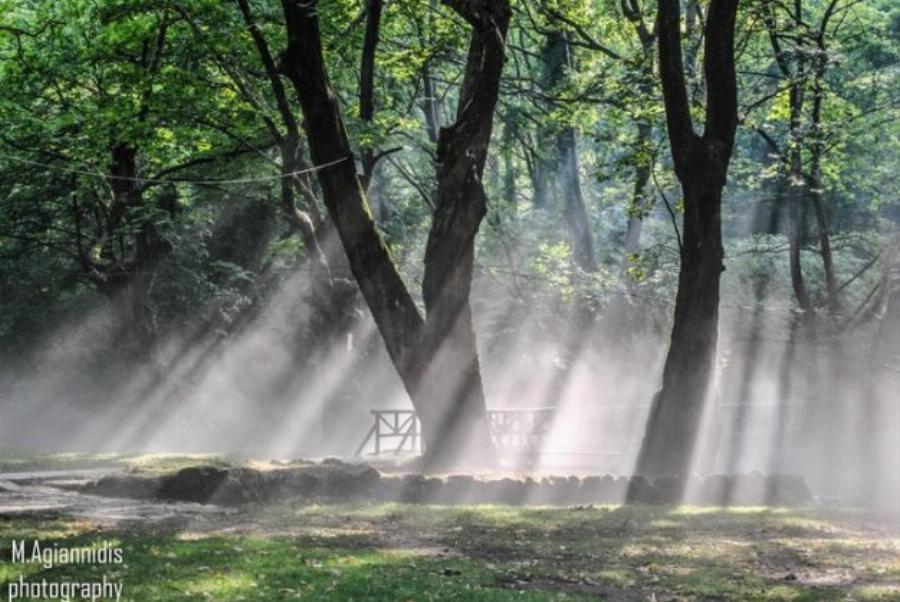 Στην Ελλάδα το παραδεισένιο άλσος με τα υπεραιωνόβια πλατάνια που κέρδισε το πρώτο πανευρωπαϊκό βραβείο