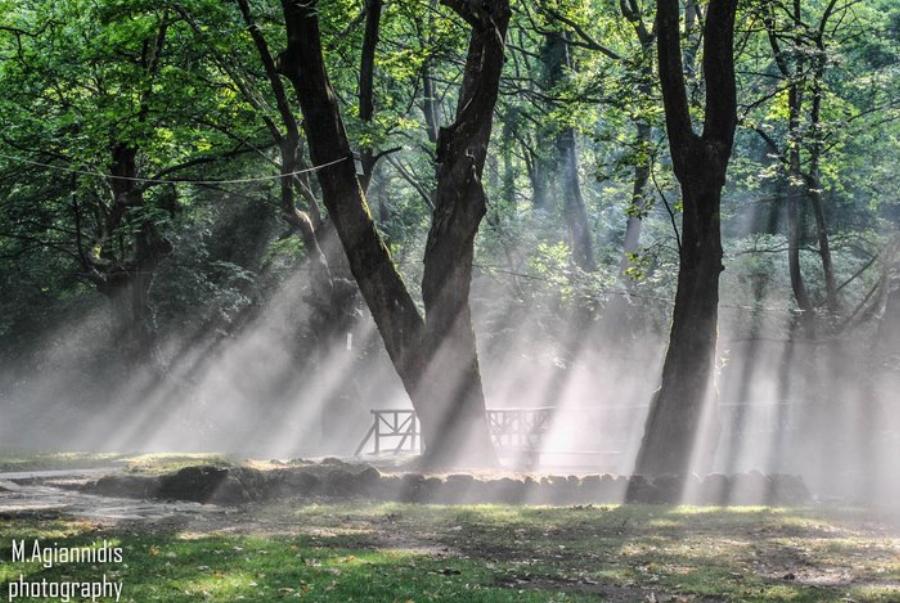 Στην Ελλάδα το παραδεισένιο άλσος με τα υπεραιωνόβια πλατάνια που κέρδισε το πρώτο πανευρωπαϊκό βραβείο