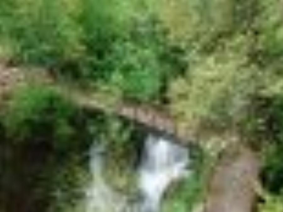 Στην Ελλάδα το παραδεισένιο άλσος με τα υπεραιωνόβια πλατάνια που κέρδισε το πρώτο πανευρωπαϊκό βραβείο