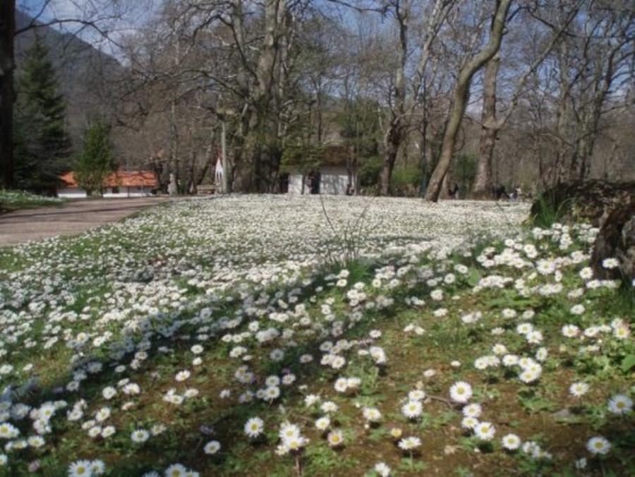 Στην Ελλάδα το παραδεισένιο άλσος με τα υπεραιωνόβια πλατάνια που κέρδισε το πρώτο πανευρωπαϊκό βραβείο