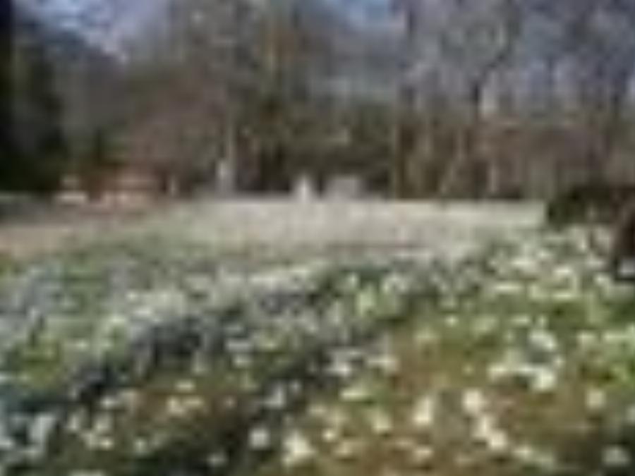 Στην Ελλάδα το παραδεισένιο άλσος με τα υπεραιωνόβια πλατάνια που κέρδισε το πρώτο πανευρωπαϊκό βραβείο