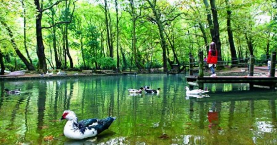 Άλσος Αγίου Νικολάου: Το πάρκο με τα υπεραιωνόβια πλατάνια που κέρδισε το πρώτο πανευρωπαϊκό βραβείο