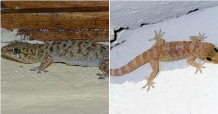 Σαμιαμίδι: Το Καλό Στοιχειό του Παλιού Ελληνικού Σπιτιού και Γιατί δεν Έπρεπε να το Σκοτώσουμε