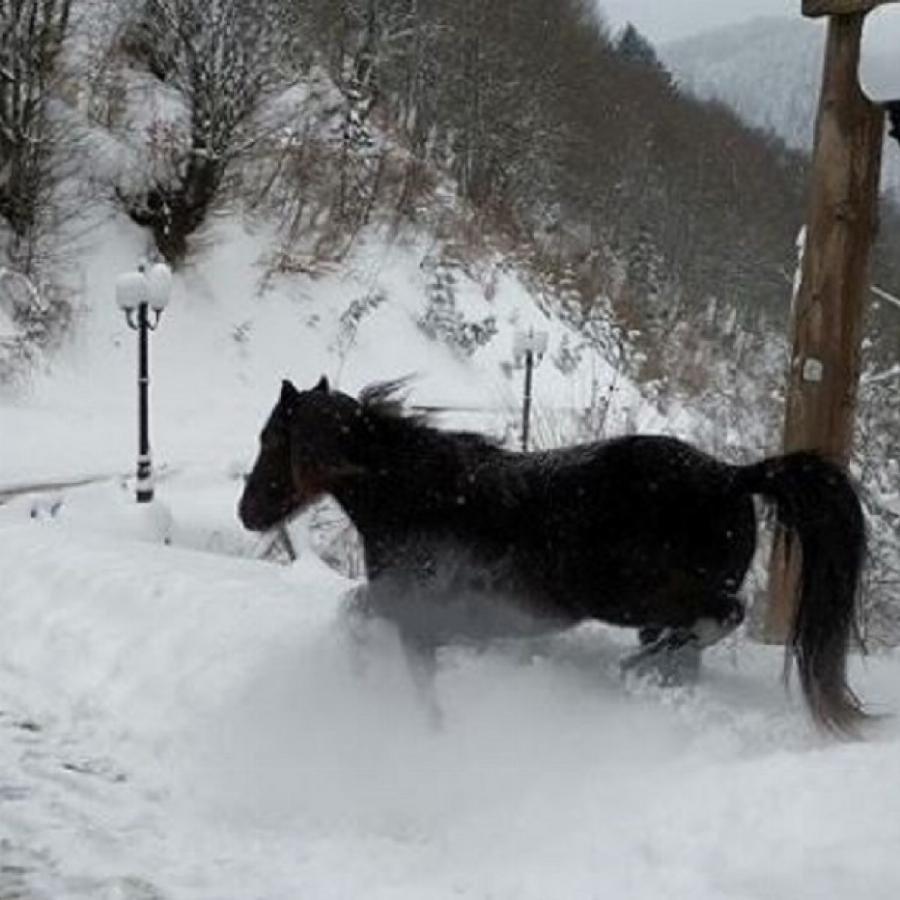 Χιονίζει στο Μέτσοβο και οι εικόνες μαγεύουν. – Στον 1 βαθμό Κελσίου ο υδράργυρος