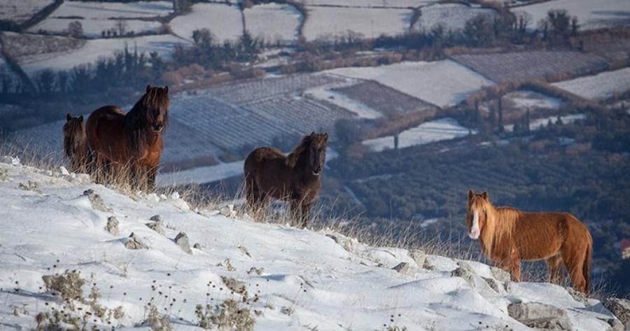 Άγρια άλογα στις χιονισμένες βουνοκορφές της Ελλάδας. Ένα υπέροχο βίντεο
