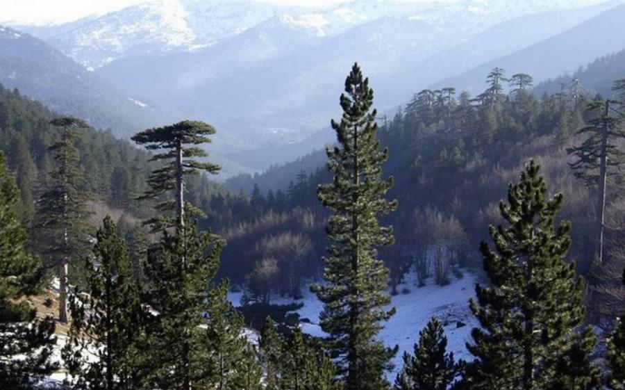 Μοναδική Βάλια Κάλντα: Ελληνική Άγρια Σπάνια Ομορφιά στο Σπίτι της Καφέ Αρκούδας