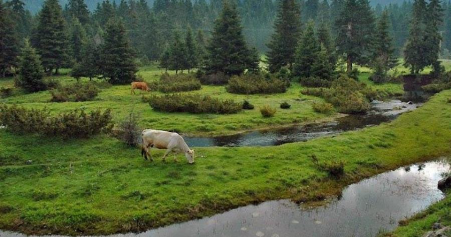 Μουσείο της φύσης: Το μεγαλύτερο ελατοδάσος της Ελλάδας βρίσκεται στην Δράμα