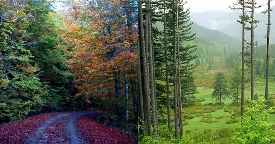 Μοναδική Βάλια Κάλντα: Ελληνική Άγρια Σπάνια Ομορφιά στο Σπίτι της Καφέ Αρκούδας