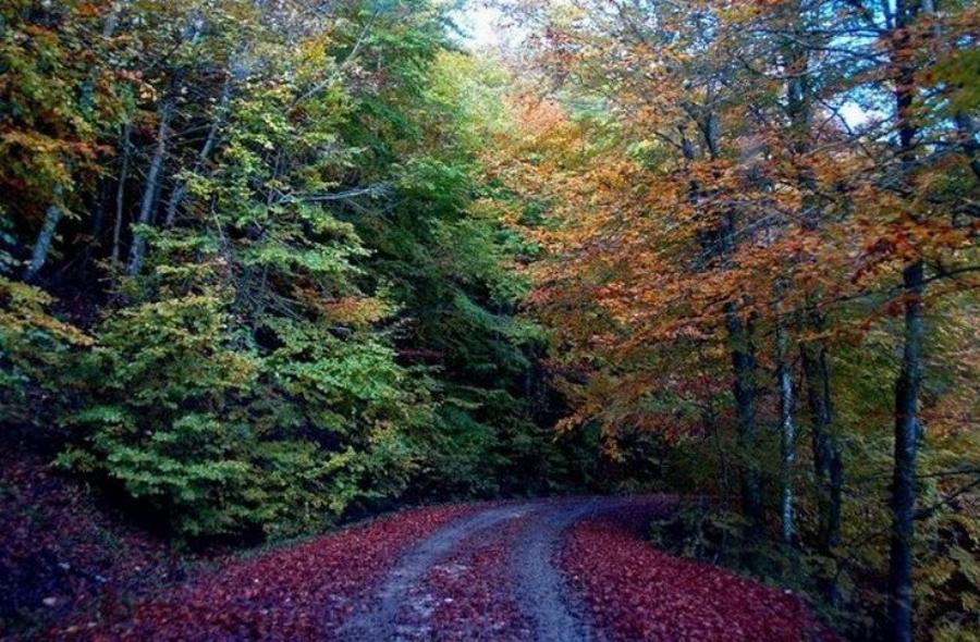 Μοναδική Βάλια Κάλντα: Ελληνική Άγρια Σπάνια Ομορφιά στο Σπίτι της Καφέ Αρκούδας