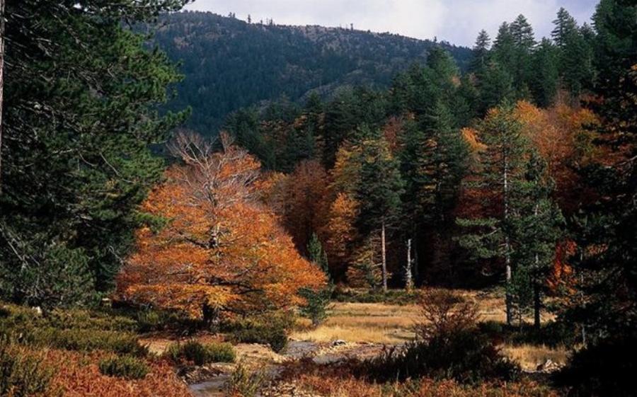 Μοναδική Βάλια Κάλντα: Ελληνική Άγρια Σπάνια Ομορφιά στο Σπίτι της Καφέ Αρκούδας