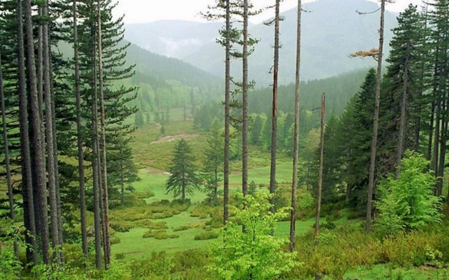 Μοναδική Βάλια Κάλντα: Ελληνική Άγρια Σπάνια Ομορφιά στο Σπίτι της Καφέ Αρκούδας