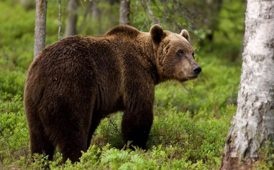 Μοναδική Βάλια Κάλντα: Ελληνική Άγρια Σπάνια Ομορφιά στο Σπίτι της Καφέ Αρκούδας