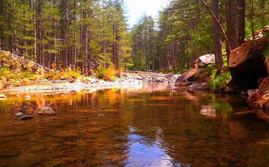 Μοναδική Βάλια Κάλντα: Ελληνική Άγρια Σπάνια Ομορφιά στο Σπίτι της Καφέ Αρκούδας