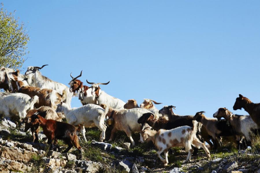 Φθινόπωρο στα Ζαγοροχώρια