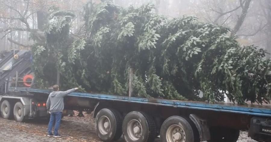 Θεσσαλονίκη: Έκοψαν 17 μέτρα δέντρο για να στολίσει την πλατεία Αριστοτέλους