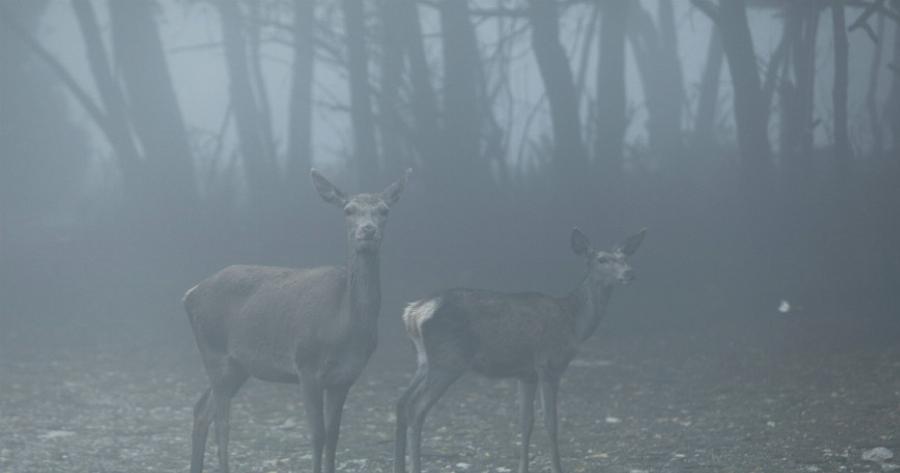Ομιχλώδες τοπίο στην Πάρνηθα: Τα ελάφια «πόζαραν» στον φωτογραφικό φακό