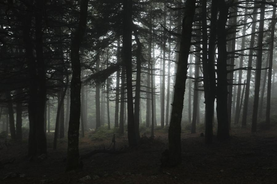 Ομιχλώδες τοπίο στην Πάρνηθα: Τα ελάφια «πόζαραν» στον φωτογραφικό φακό