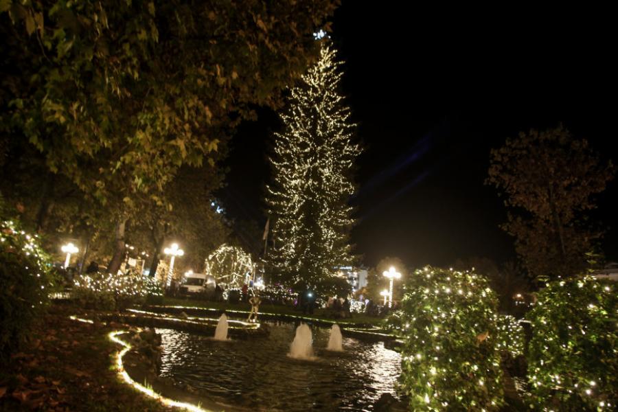 Τρίκαλα: Φωταγωγήθηκε το ψηλότερο φυσικό χριστουγεννιάτικο δέντρο της Ελλάδας