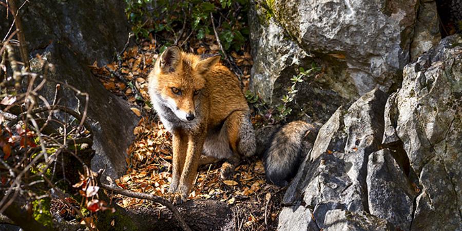 Υπέροχες Μονοήμερες Εκδρομές μια Ανάσα από την Αθήνα για να Πιάσετε το Φθινόπωρο.