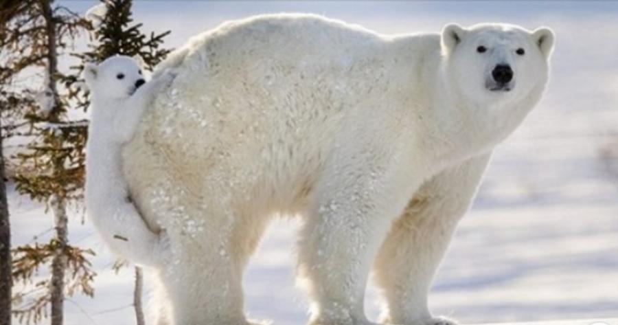 Φωτογράφος έζησε 117 ώρες στο πολικό ψύχος για να τραβήξει αυτές τις απίστευτες φωτογραφίες!