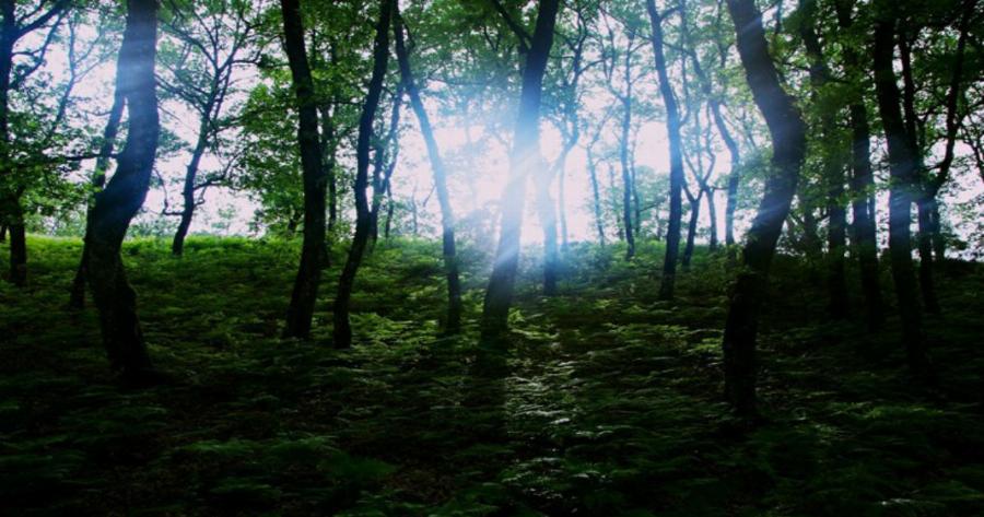 Δάσος Φολόης, Ένας Παράδεισος Στην Καρδιά Της Πελοποννήσου