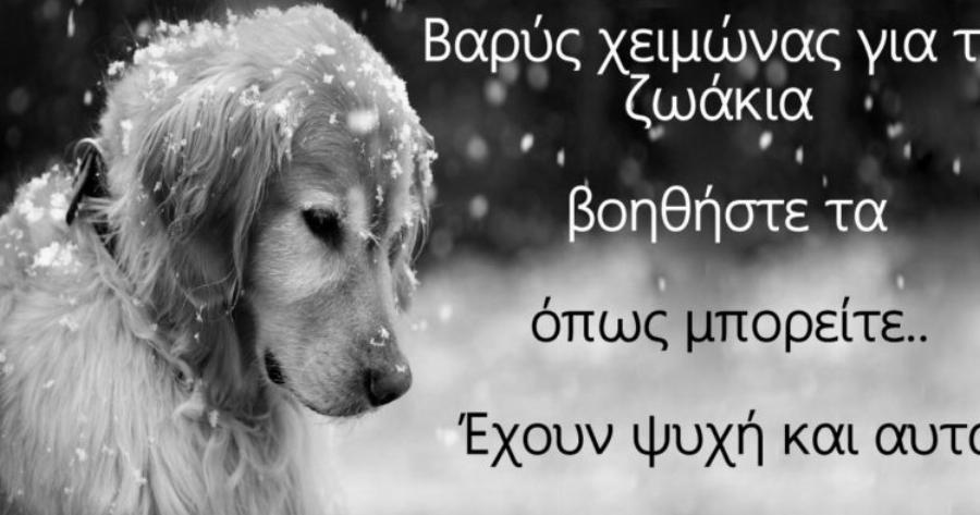 Kίνδυνοι Του Χειμώνα Για Τα Σκυλιά στην Ελλάδα μας – Βοηθήστε Τα Όπως Μπορείτε Έχουν Ψυχή Και Αυτά