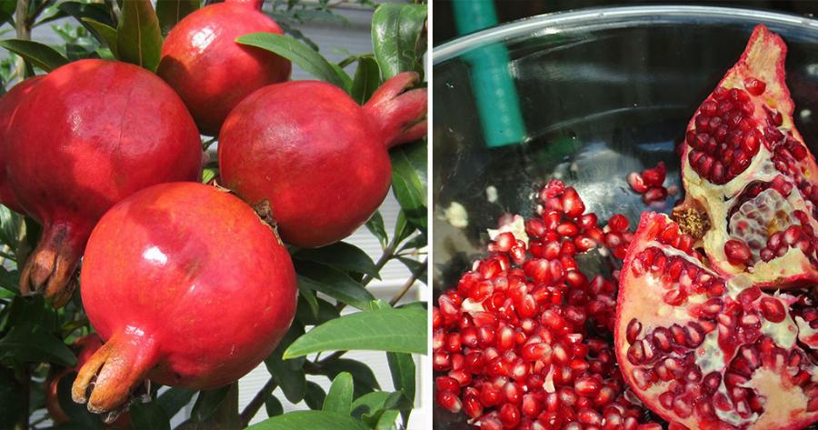 Το πανάρχαιο ελληνικό έθιμο του σπασίματος του ροδιού την Πρωτοχρονιά